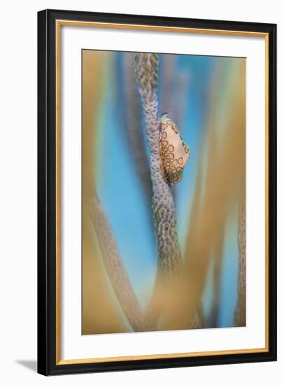 Flamingo Tongue Cowrie (Cyphoma Gibbosum) Feeding on Sea Rod Soft Corals-Alex Mustard-Framed Photographic Print