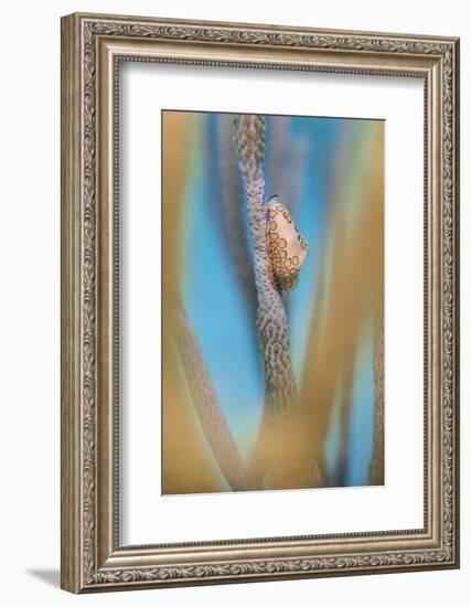 Flamingo Tongue Cowrie (Cyphoma Gibbosum) Feeding on Sea Rod Soft Corals-Alex Mustard-Framed Photographic Print