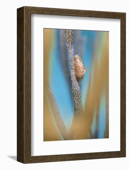 Flamingo Tongue Cowrie (Cyphoma Gibbosum) Feeding on Sea Rod Soft Corals-Alex Mustard-Framed Photographic Print