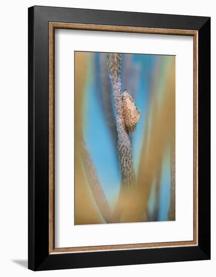 Flamingo Tongue Cowrie (Cyphoma Gibbosum) Feeding on Sea Rod Soft Corals-Alex Mustard-Framed Photographic Print