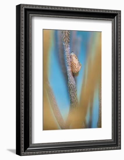 Flamingo Tongue Cowrie (Cyphoma Gibbosum) Feeding on Sea Rod Soft Corals-Alex Mustard-Framed Photographic Print