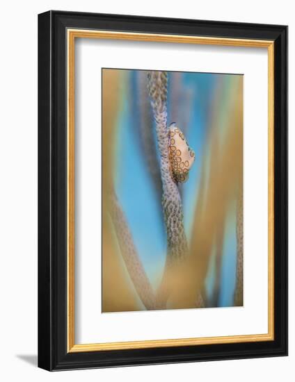 Flamingo Tongue Cowrie (Cyphoma Gibbosum) Feeding on Sea Rod Soft Corals-Alex Mustard-Framed Photographic Print