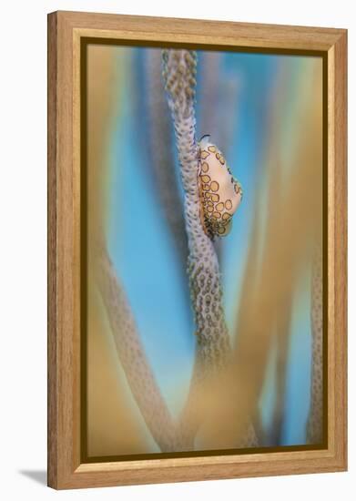 Flamingo Tongue Cowrie (Cyphoma Gibbosum) Feeding on Sea Rod Soft Corals-Alex Mustard-Framed Premier Image Canvas