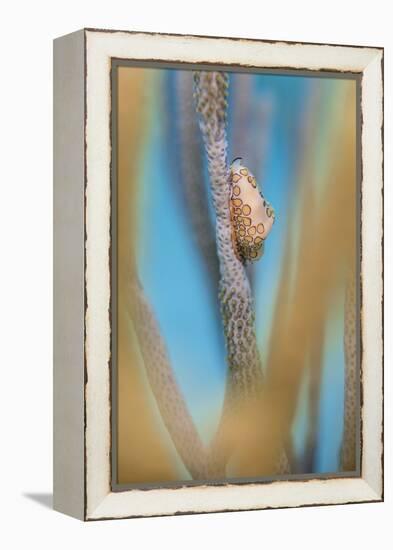 Flamingo Tongue Cowrie (Cyphoma Gibbosum) Feeding on Sea Rod Soft Corals-Alex Mustard-Framed Premier Image Canvas