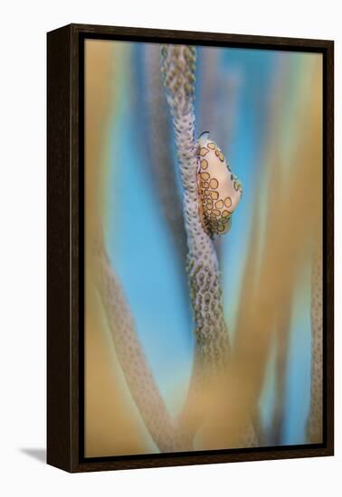 Flamingo Tongue Cowrie (Cyphoma Gibbosum) Feeding on Sea Rod Soft Corals-Alex Mustard-Framed Premier Image Canvas