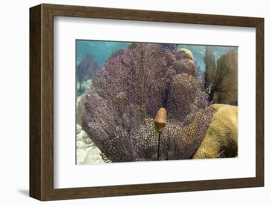 Flamingo Tongue on Common Sea Fan, Lighthouse Reef, Atoll, Belize-Pete Oxford-Framed Photographic Print