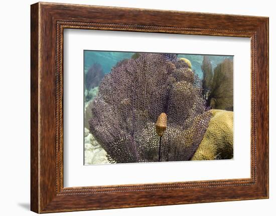 Flamingo Tongue on Common Sea Fan, Lighthouse Reef, Atoll, Belize-Pete Oxford-Framed Photographic Print