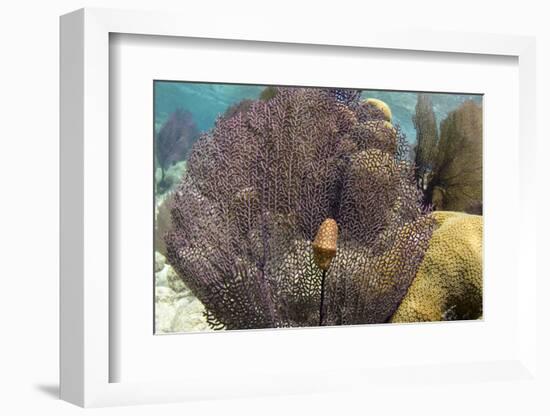 Flamingo Tongue on Common Sea Fan, Lighthouse Reef, Atoll, Belize-Pete Oxford-Framed Photographic Print