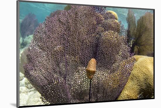 Flamingo Tongue on Common Sea Fan, Lighthouse Reef, Atoll, Belize-Pete Oxford-Mounted Photographic Print