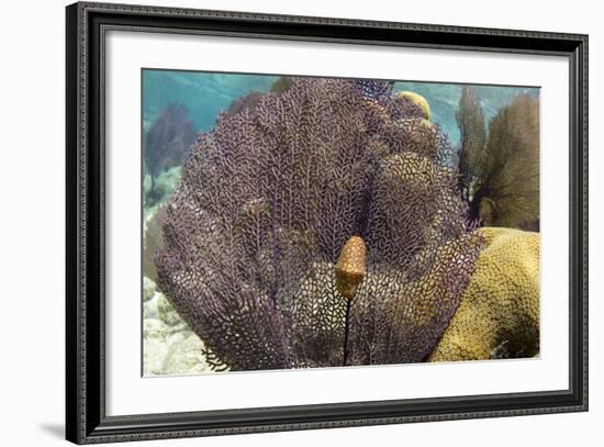 Flamingo Tongue on Common Sea Fan, Lighthouse Reef, Atoll, Belize-Pete Oxford-Framed Photographic Print