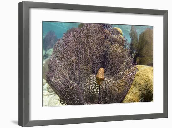 Flamingo Tongue on Common Sea Fan, Lighthouse Reef, Atoll, Belize-Pete Oxford-Framed Photographic Print