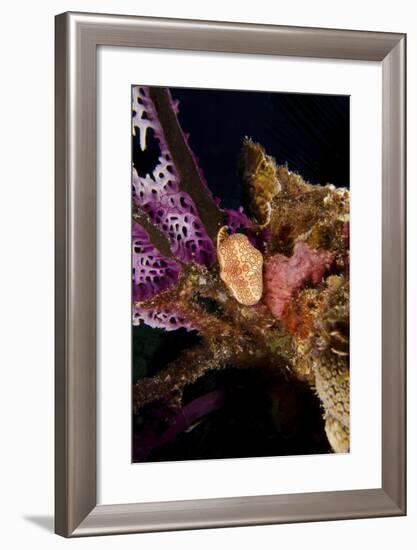 Flamingo Tongue Snail on Coral, Key Largo, Florida-Stocktrek Images-Framed Photographic Print