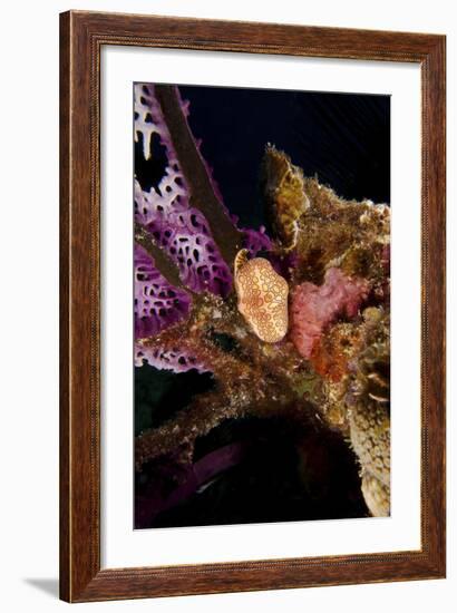 Flamingo Tongue Snail on Coral, Key Largo, Florida-Stocktrek Images-Framed Photographic Print