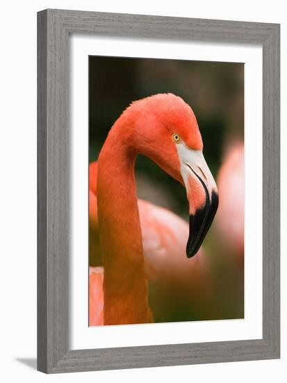 Flamingo Up Close-Lantern Press-Framed Art Print