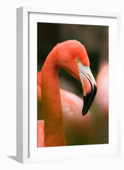 Flamingo Up Close-Lantern Press-Framed Art Print