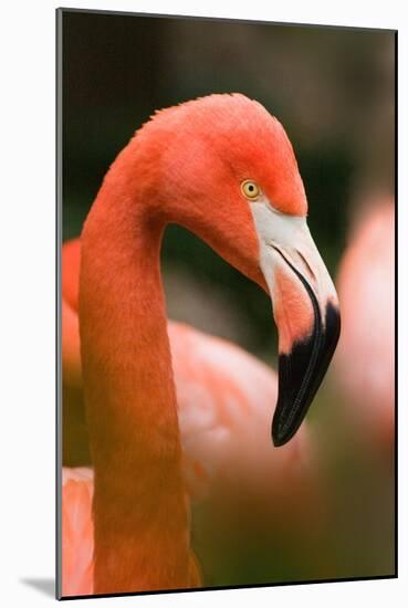 Flamingo Up Close-Lantern Press-Mounted Art Print