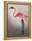 Flamingo with Kinky Boots-Fab Funky-Framed Stretched Canvas