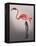 Flamingo with Kinky Boots-Fab Funky-Framed Stretched Canvas