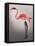 Flamingo with Kinky Boots-Fab Funky-Framed Stretched Canvas