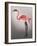 Flamingo with Kinky Boots-Fab Funky-Framed Art Print