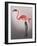 Flamingo with Kinky Boots-Fab Funky-Framed Art Print