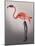 Flamingo with Kinky Boots-Fab Funky-Mounted Art Print