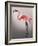 Flamingo with Kinky Boots-Fab Funky-Framed Art Print