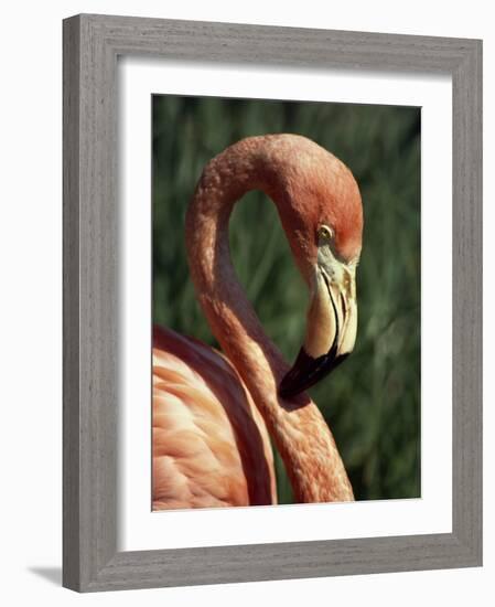 Flamingo-Steve Bavister-Framed Photographic Print