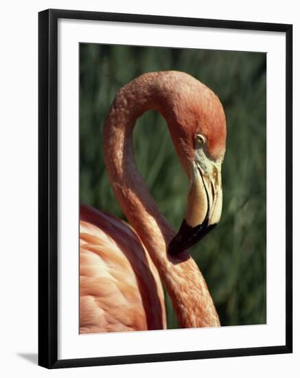 Flamingo-Steve Bavister-Framed Photographic Print