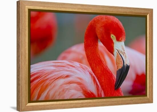 Flamingo-Dennis Goodman-Framed Premier Image Canvas