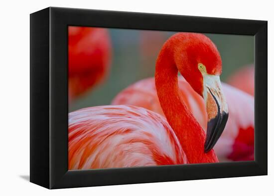 Flamingo-Dennis Goodman-Framed Premier Image Canvas