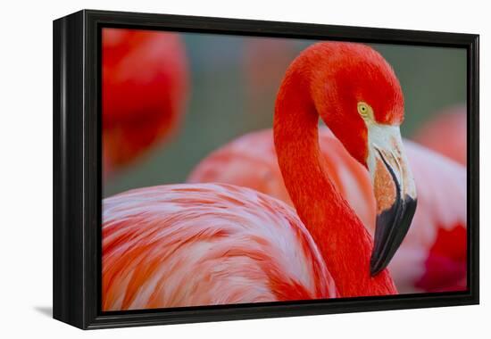 Flamingo-Dennis Goodman-Framed Premier Image Canvas