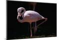 Premium Photographic Print