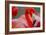 Flamingo-Dennis Goodman-Framed Photographic Print