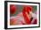 Flamingo-Dennis Goodman-Framed Photographic Print