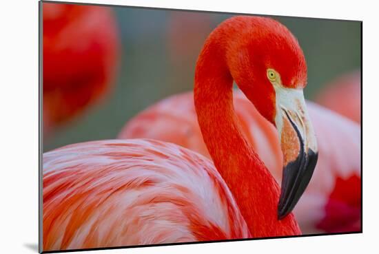 Flamingo-Dennis Goodman-Mounted Photographic Print