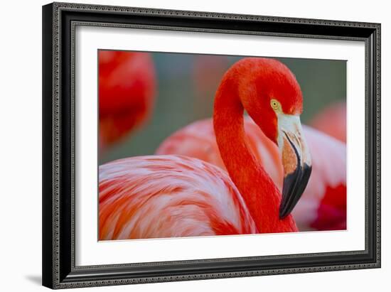 Flamingo-Dennis Goodman-Framed Photographic Print