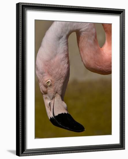 Flamingo-Gordon Semmens-Framed Photographic Print