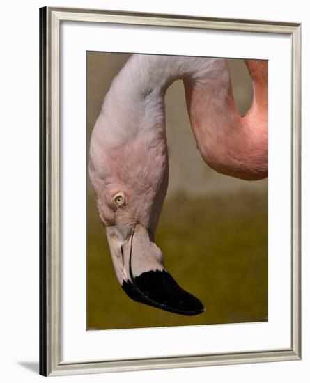 Flamingo-Gordon Semmens-Framed Photographic Print
