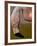 Flamingo-Gordon Semmens-Framed Photographic Print