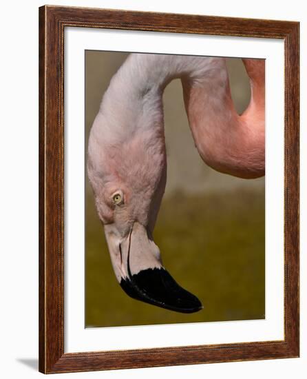 Flamingo-Gordon Semmens-Framed Photographic Print