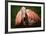 Flamingo-Gordon Semmens-Framed Photographic Print