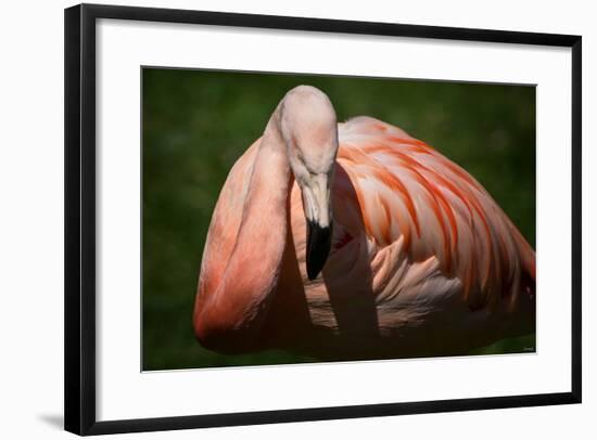 Flamingo-Gordon Semmens-Framed Photographic Print