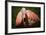 Flamingo-Gordon Semmens-Framed Photographic Print