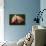 Flamingo-Gordon Semmens-Mounted Photographic Print displayed on a wall