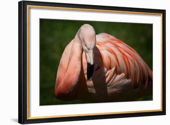 Flamingo-Gordon Semmens-Framed Photographic Print