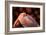 Flamingo-Don Spears-Framed Art Print