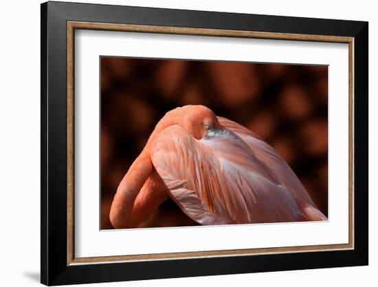 Flamingo-Don Spears-Framed Art Print