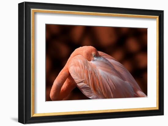 Flamingo-Don Spears-Framed Art Print