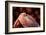 Flamingo-Don Spears-Framed Art Print